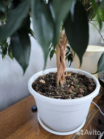 Фикус бенджамина плетеный