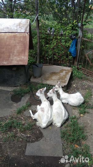 Зааненские козочки