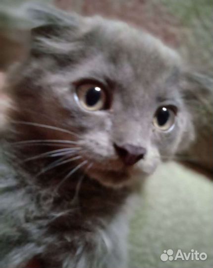 Котики бесплатно