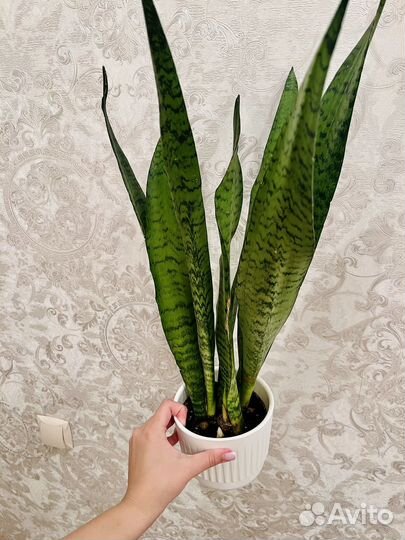 Комнатные цветы