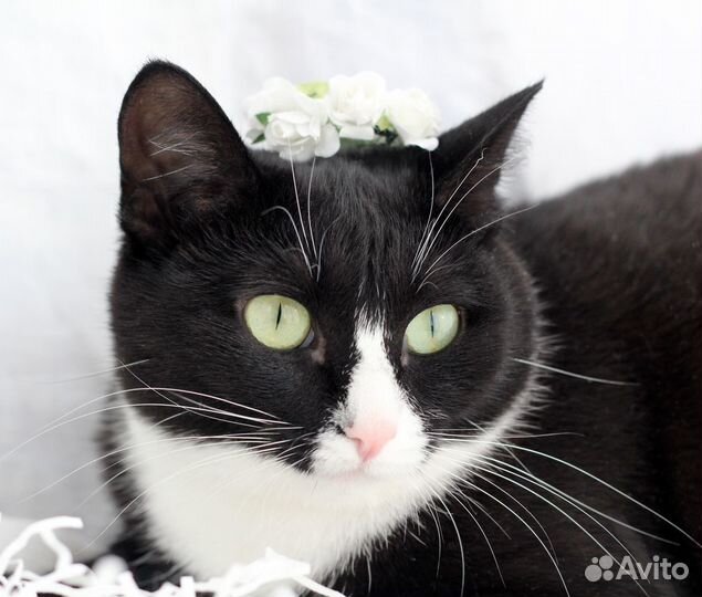 Принцесса ищет семью.Кошка