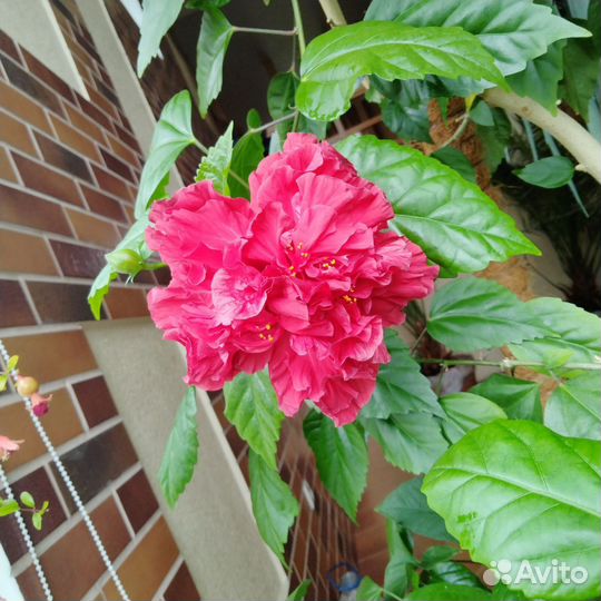 Гибискус сортовой