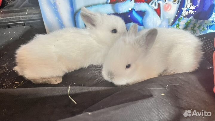 Декоративные кролики