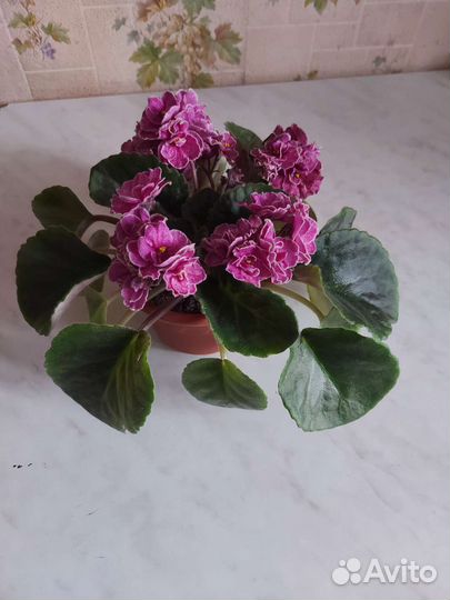 Фиалка в горшках