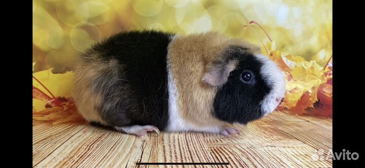 Морская свинка