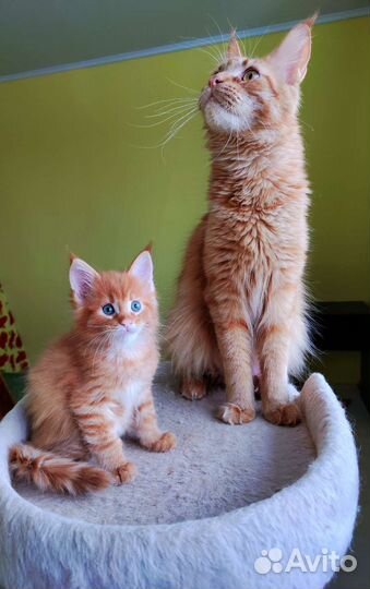 Котята мейн-кун