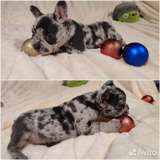 Французский бульдог