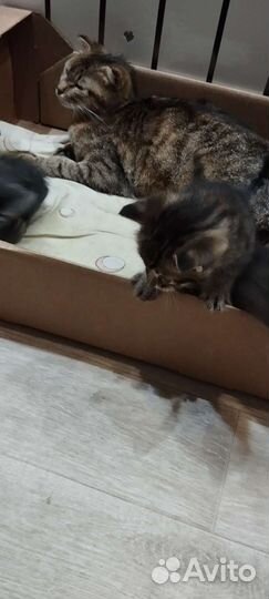 Котята в дар бесплатно