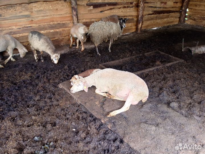 Овцы бараны ягнята