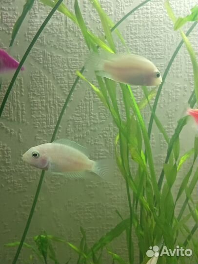 Аквариумные рыбки цихлиды