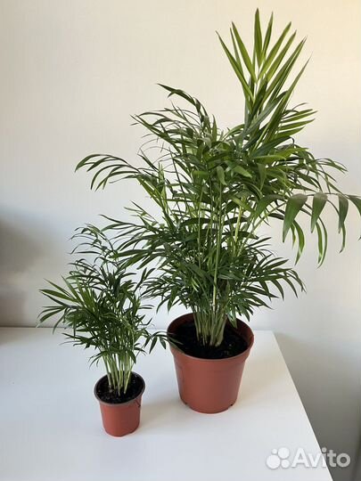 Пальма хамедорея