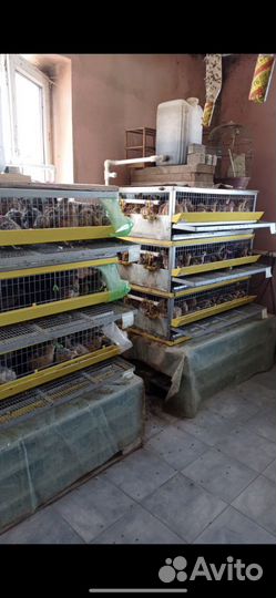 Яйца перепелиные домашние