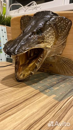 Изготовление чучела Щуки