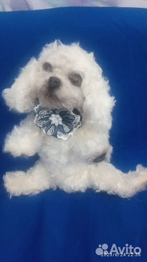 Реалистичная игрушка Бишон фризе