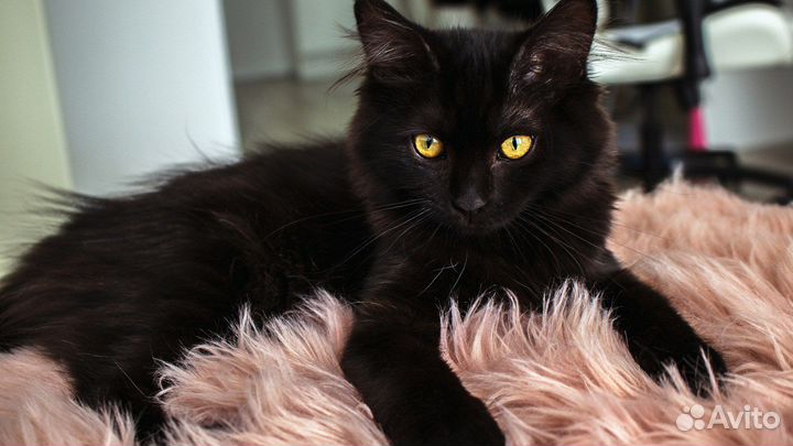 Кошечка Кассандра (Ночка)