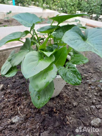 Калла Эфиопская