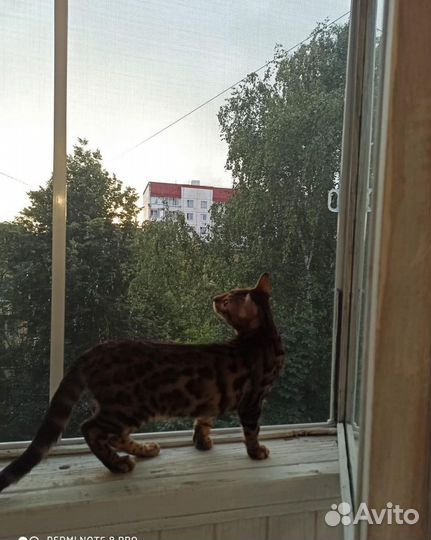 Москитные сетки