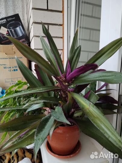 Традесканция рео