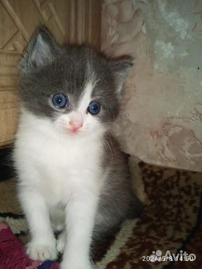 Котята