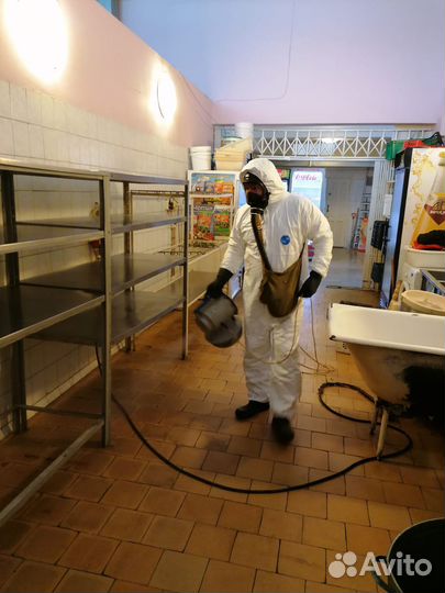 Травить тараканов, Дезинфекция клопов тараканов