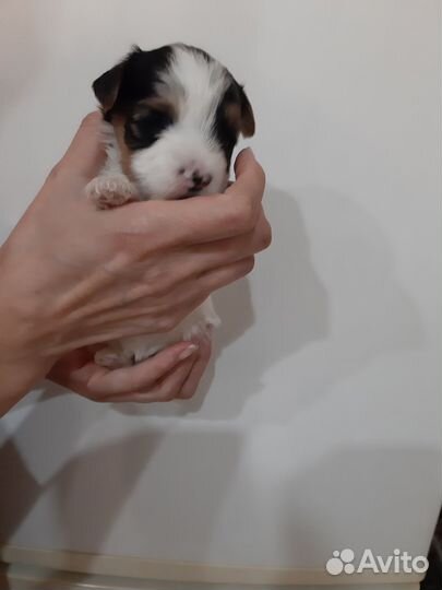 Щенок бивера