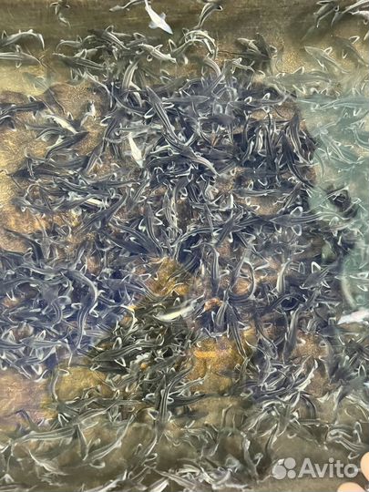 Малек Stерлядь 3-8 грамм