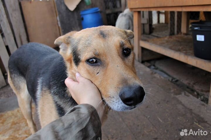 Пес-компаньон Граф в добрые руки