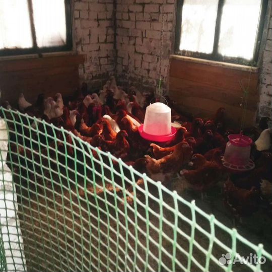 Куры молодки несушки Автозавод