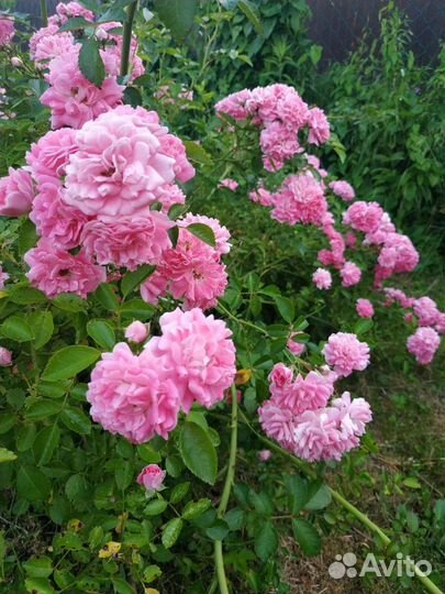 Розы плетистые садовые