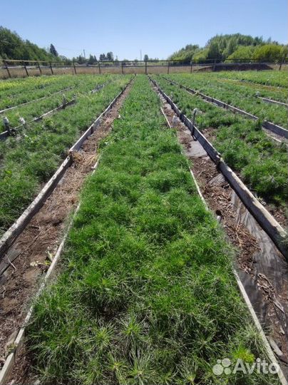 Сосна / Лесовосстановление / Сеянцы