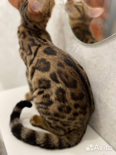 Бенгальская кошка