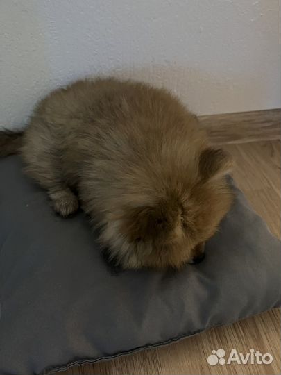 Передержка животных