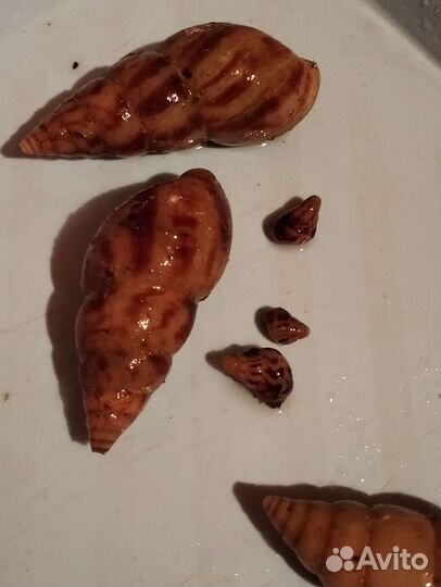 Улитки разных видов