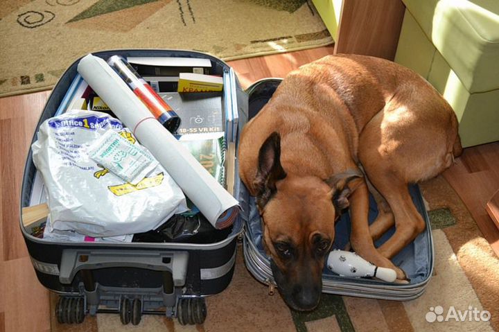 Няня для зверят (передержка). Гостиница для животн