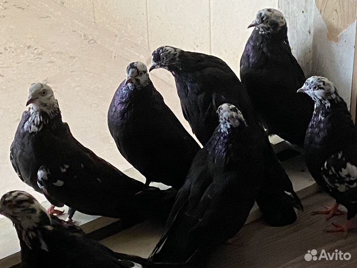 Голуби высоколетные