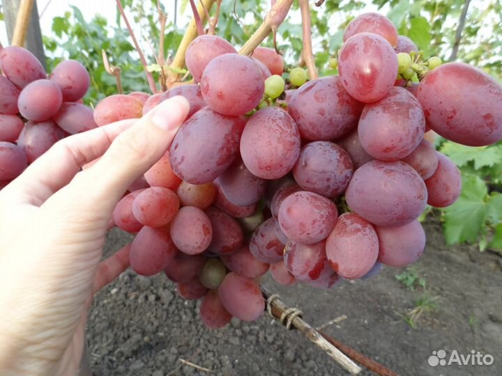 Саженцы винограда