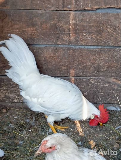 Петушок Легорн