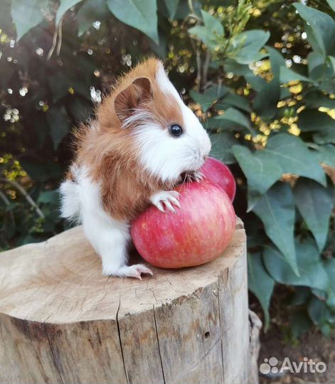 Разные морские свинки