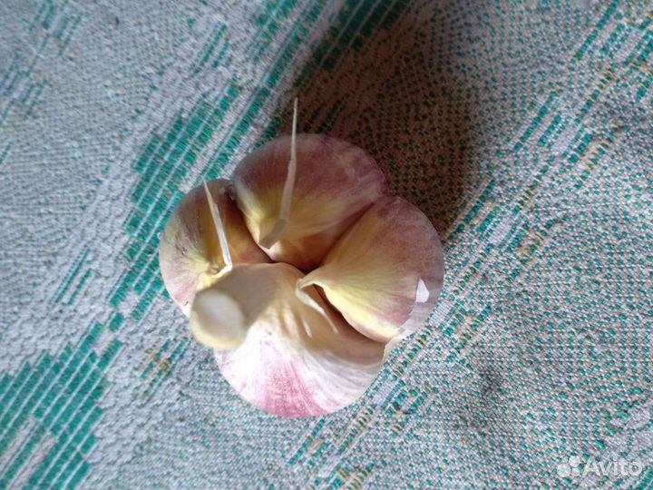 Зимний чеснок на посадку