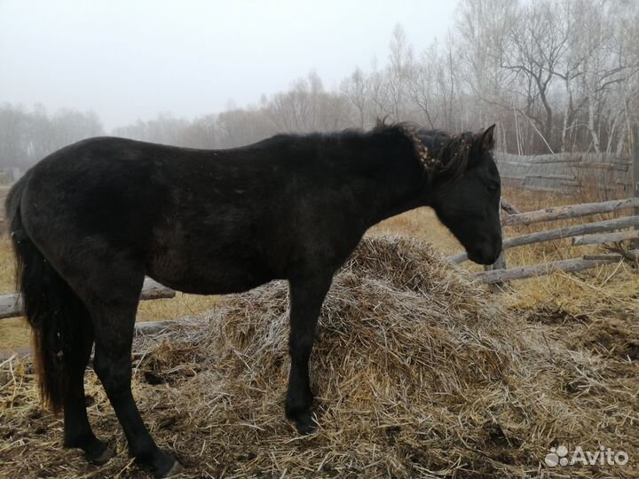 Продам лошадь