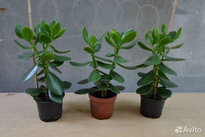 Толтстянка денежное дерево