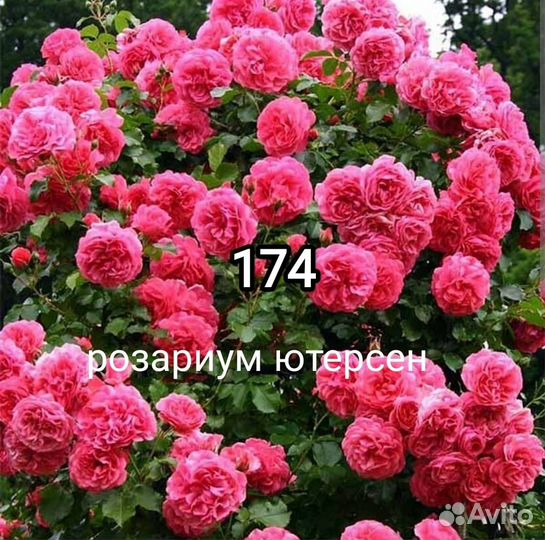 Саженцы роз