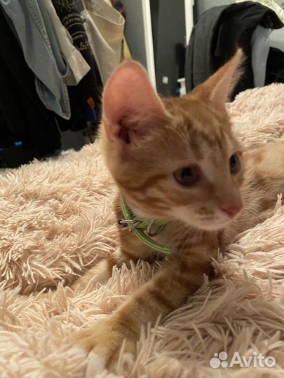 Котята в добрые руки 3 месяца