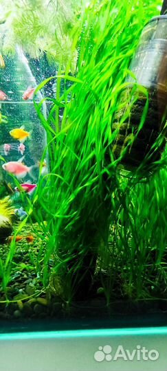 Аквариумная прополка