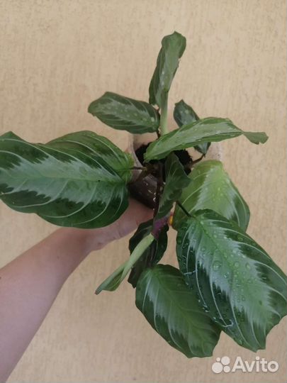 Маранта Сильвер бэнд, редкий сорт