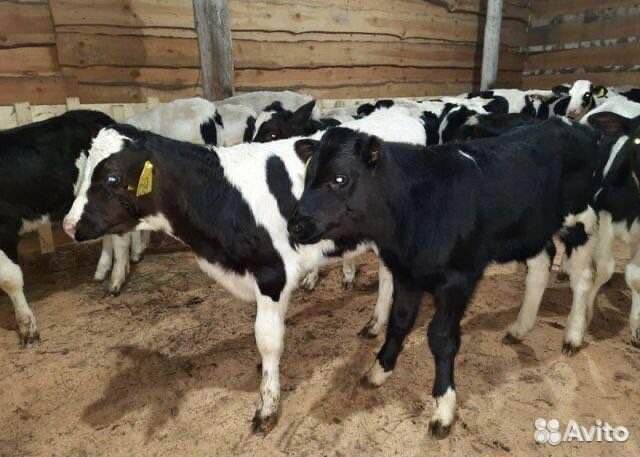 Бычки телята мясные