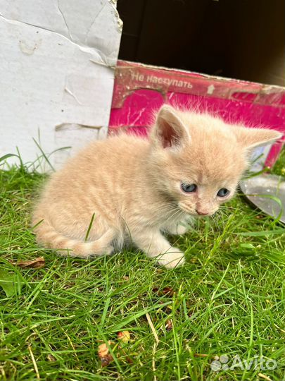 Котята в добрые руки бесплатно