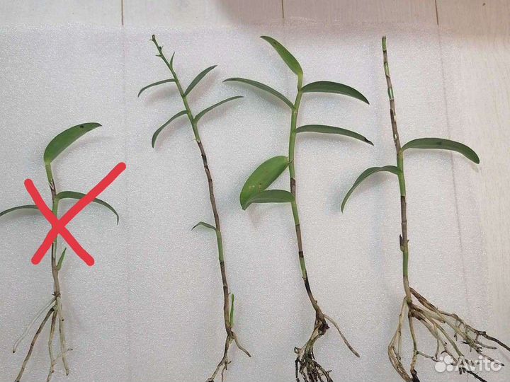 Орхидеи ч. 3