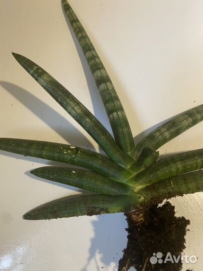 Сансевиерия сортовая бонселенсис