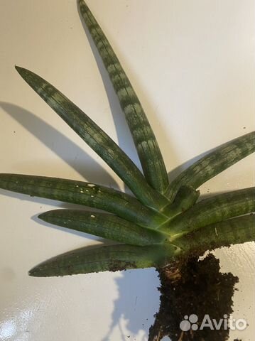 Сансевиерия сортовая бонселенсис